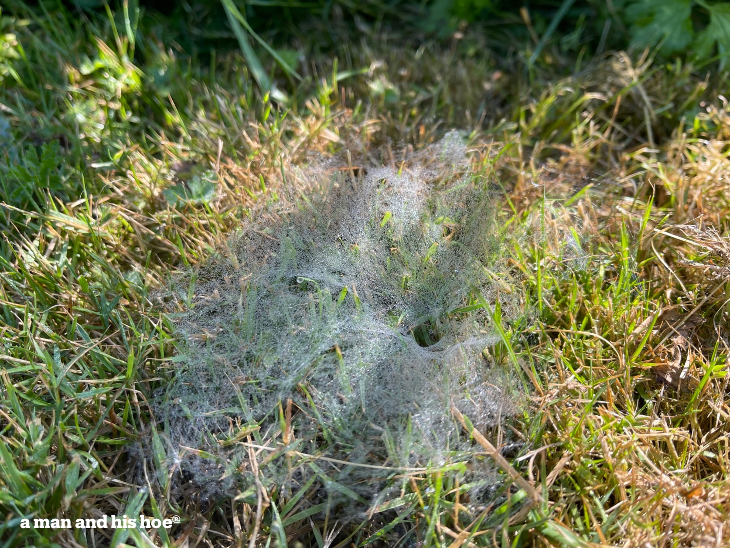 Funnel web weaver web from above 