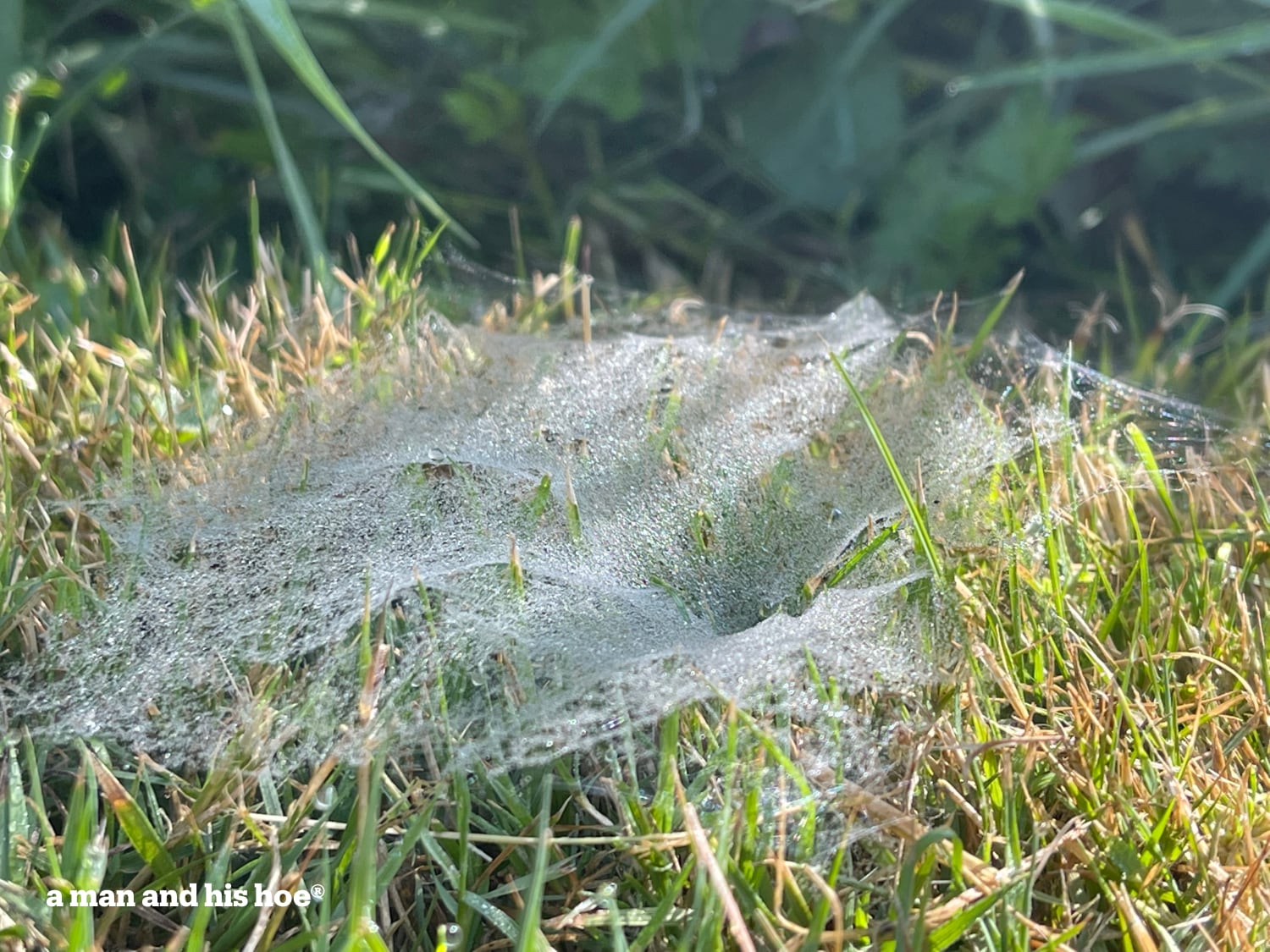 Funnel web weaver spider web