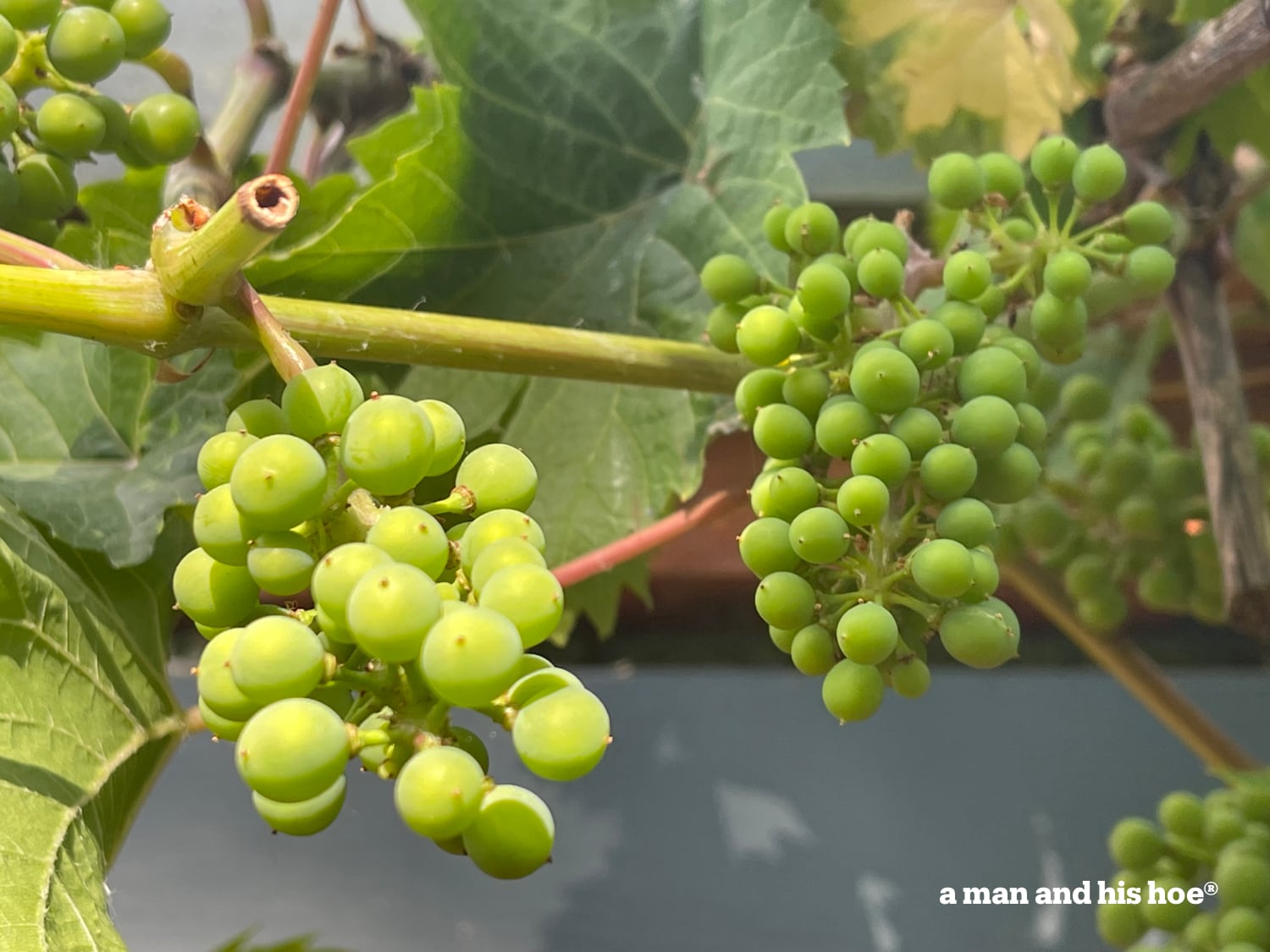 Quick results - culled bunch compared to uncalled bunch of grapes