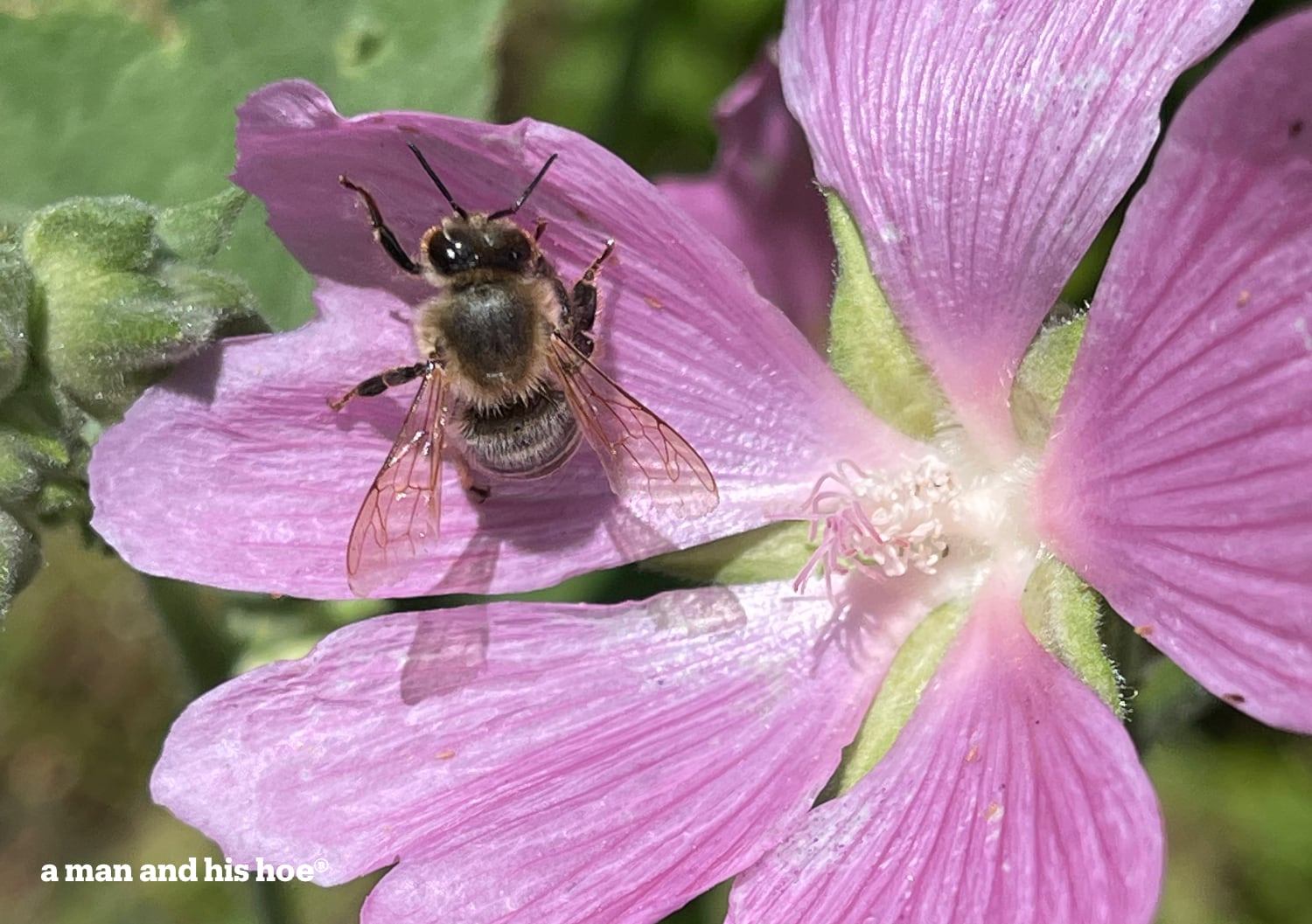 Bee on flower