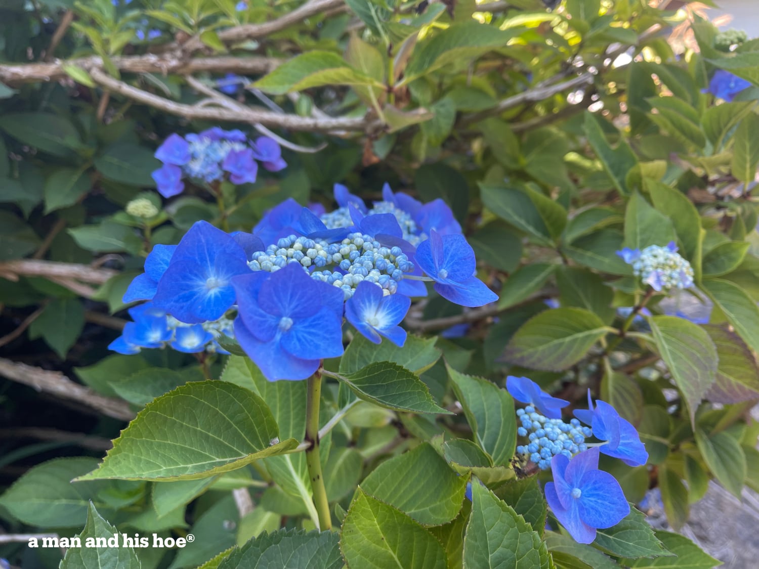 Blue hydrangea