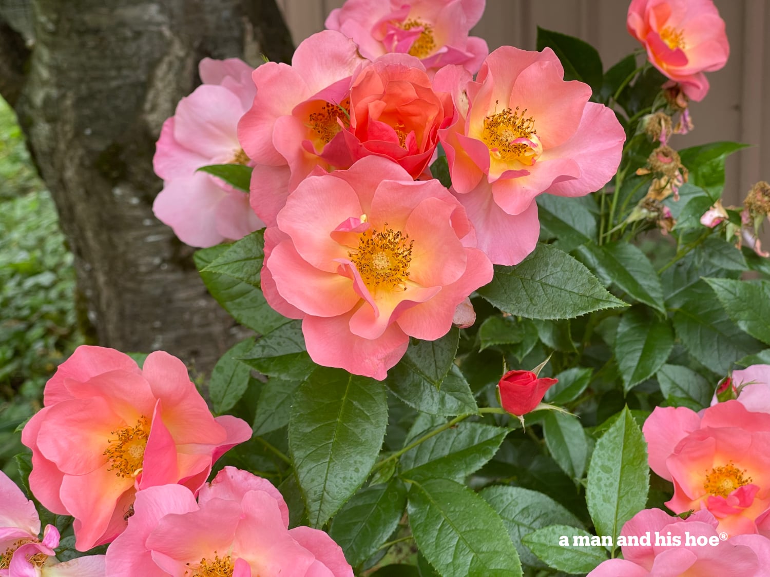 Pink roses