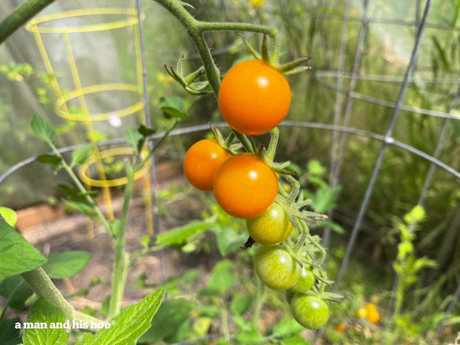 Sungold tomatoes