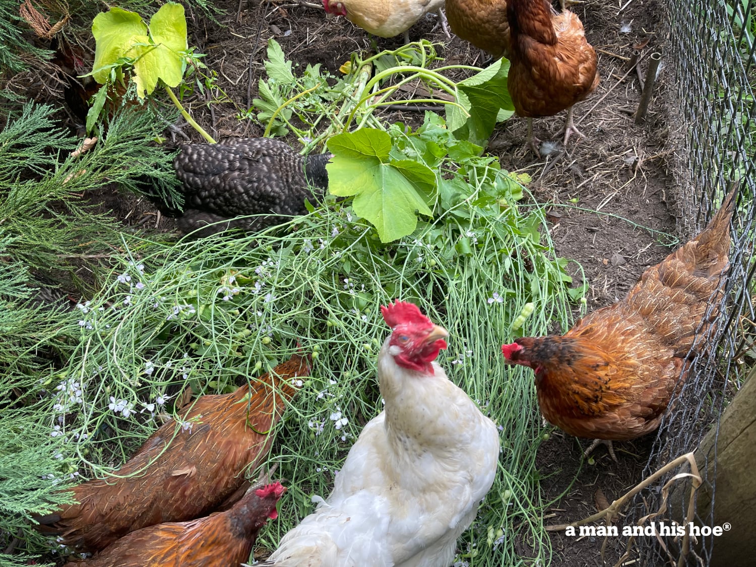 Chickens on radish plant.