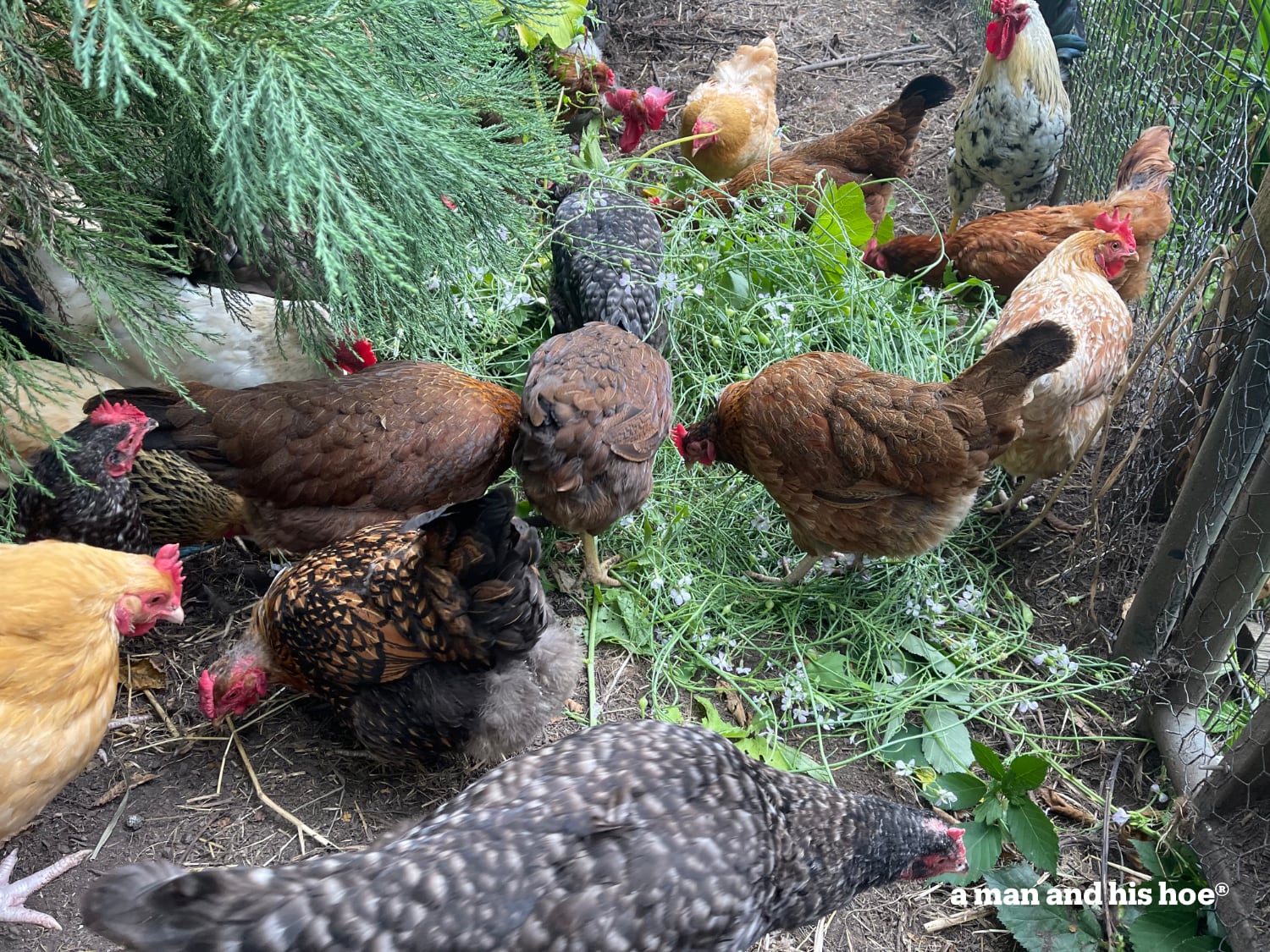 Chickens enjoying pecking at radish plant.
