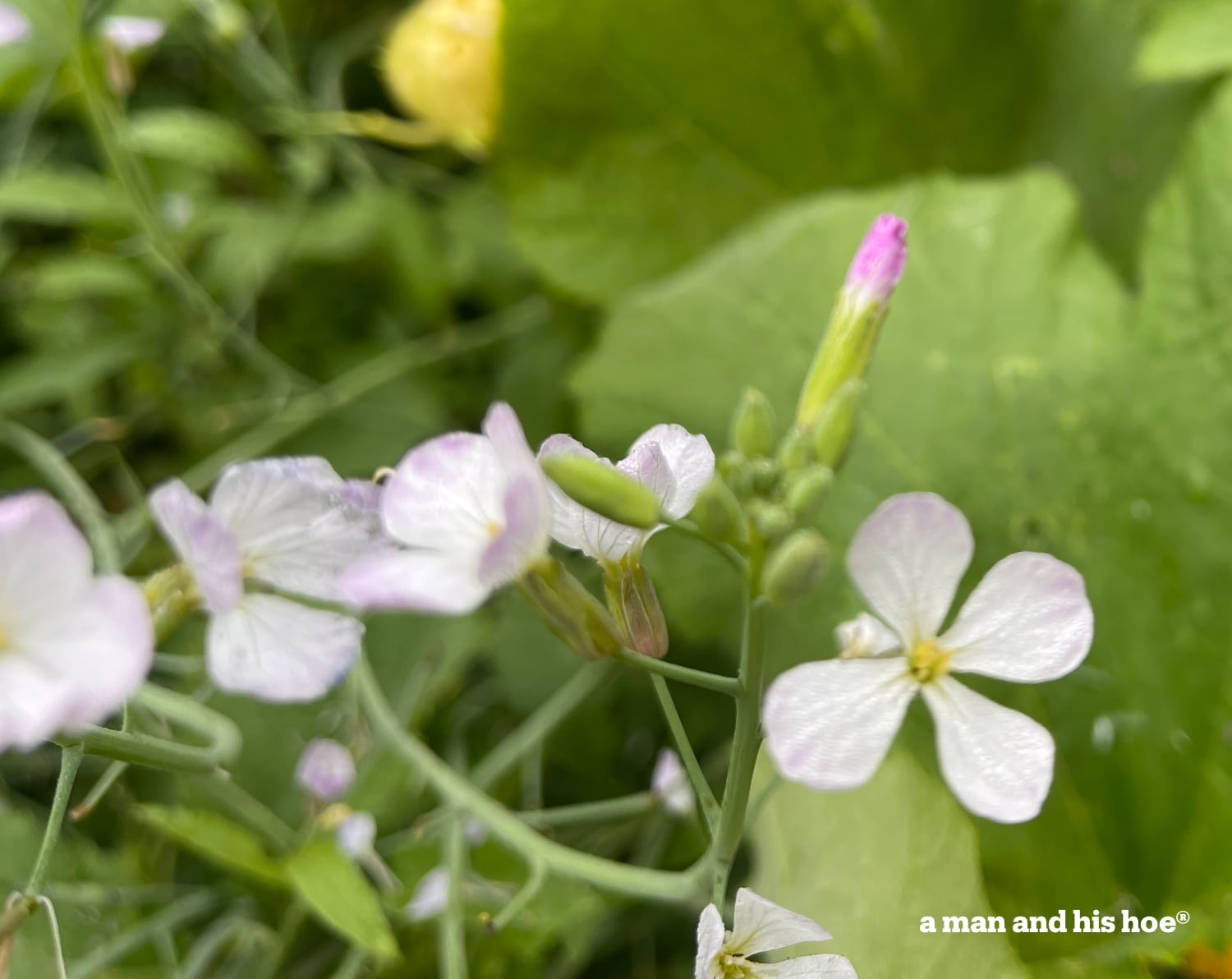 Radish blossoms, dainty white with pink blush.