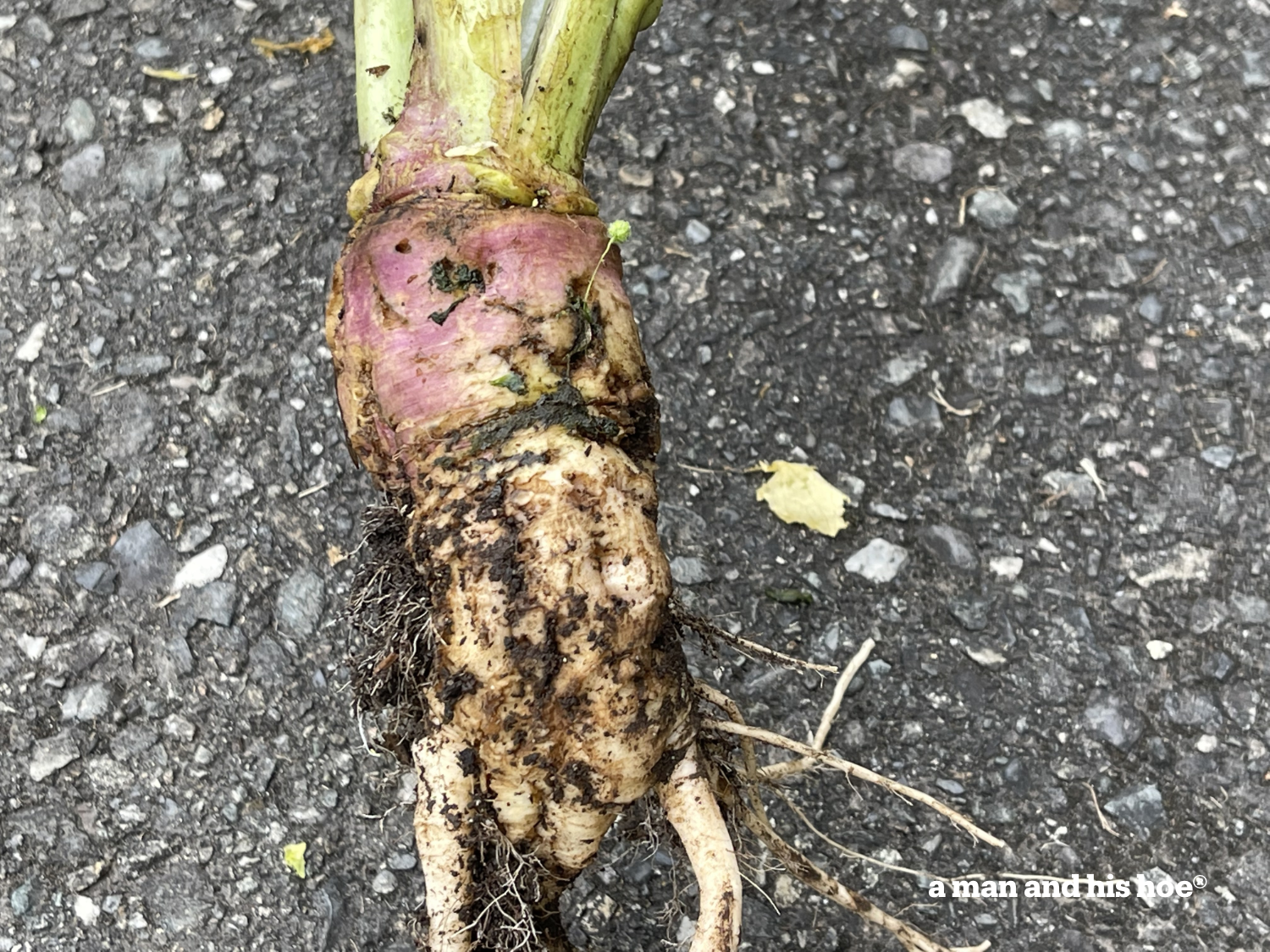 Radish root