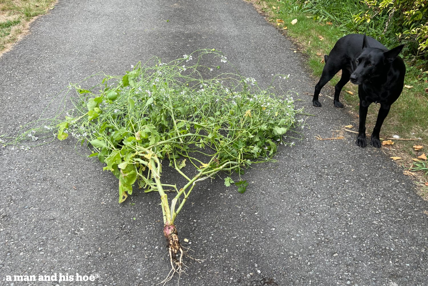 Radish plant pulled out of the ground and spread out on the pavement.