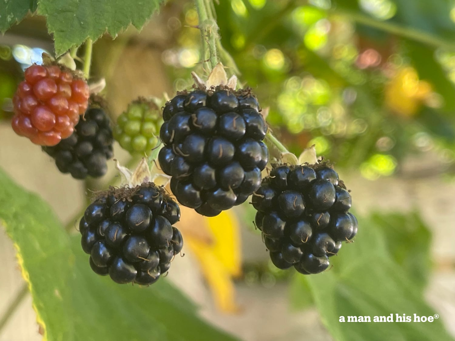 Ripe blackberries