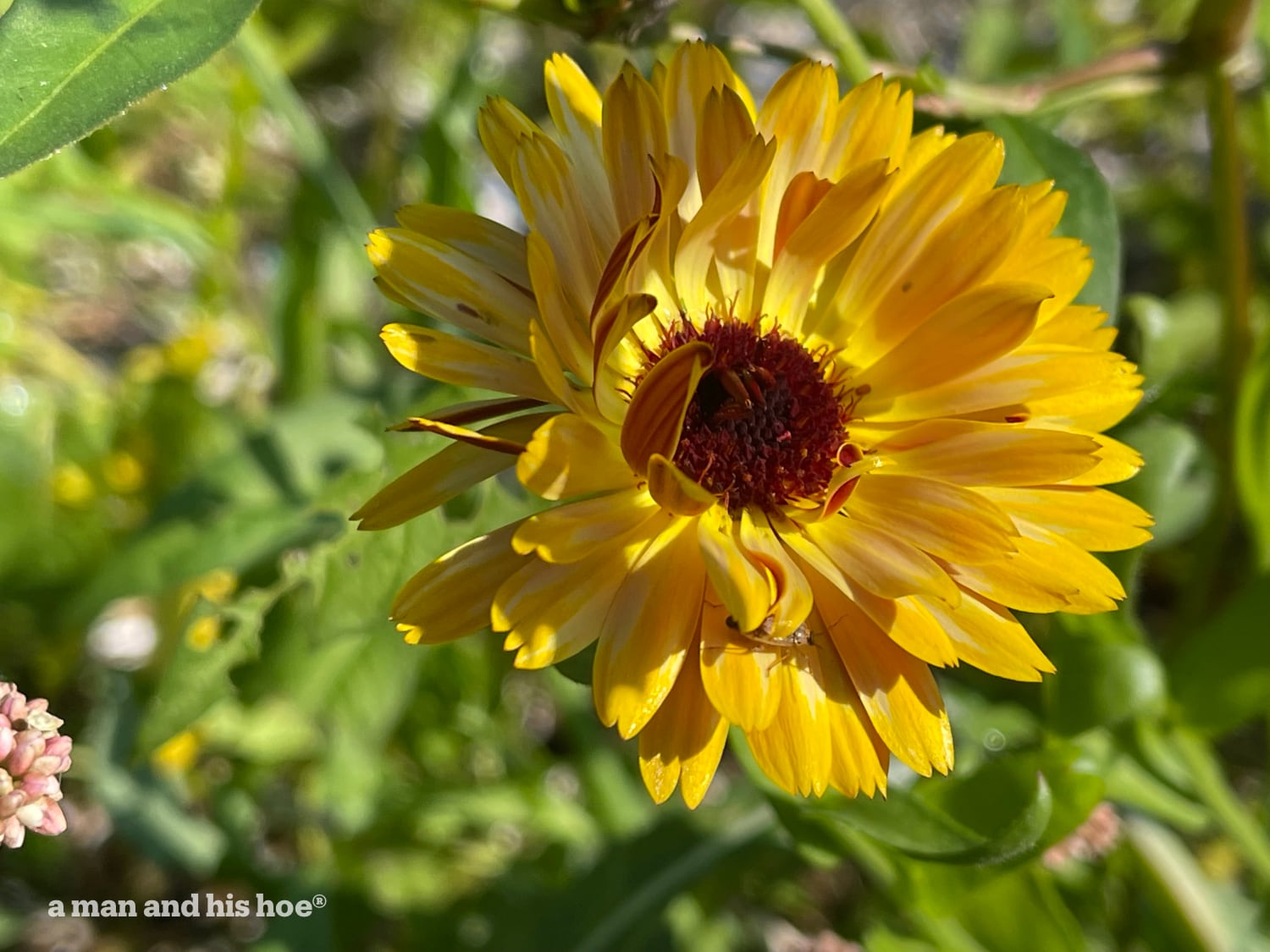 calendula in bloom