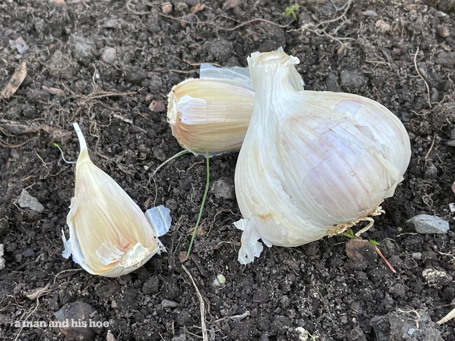 Garlic ready to plant