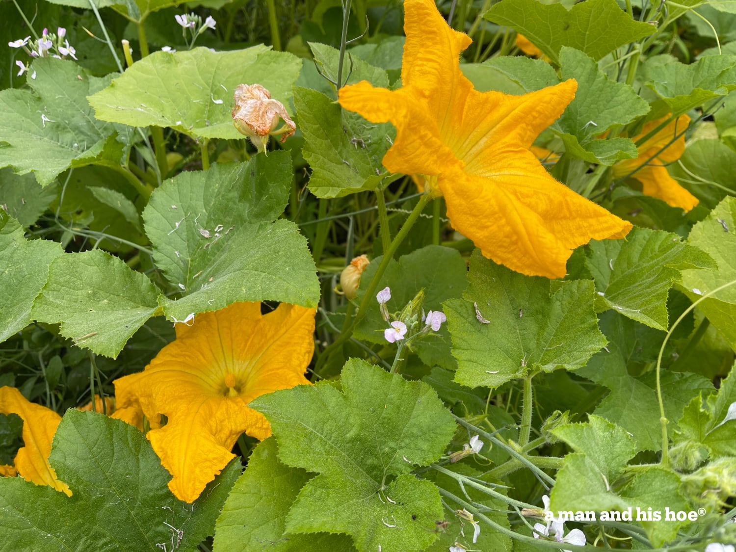 Spaghetti squash flowers