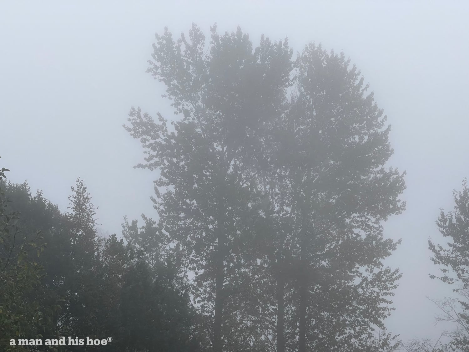 Cottonwoods in a thick fog.