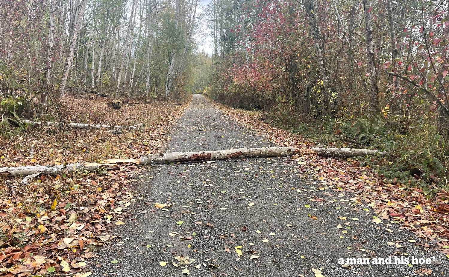 Log over the lane