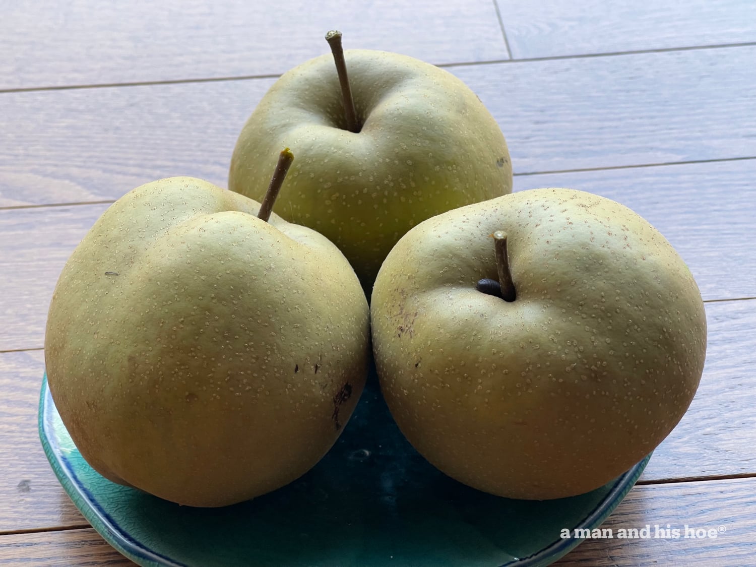 Ripe Asian pears