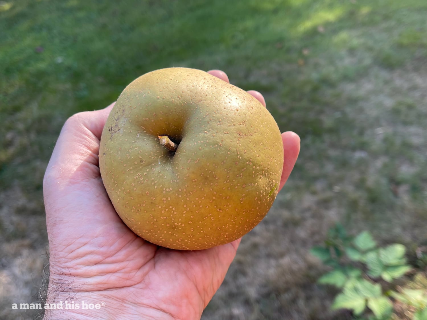 Large Asian pear.