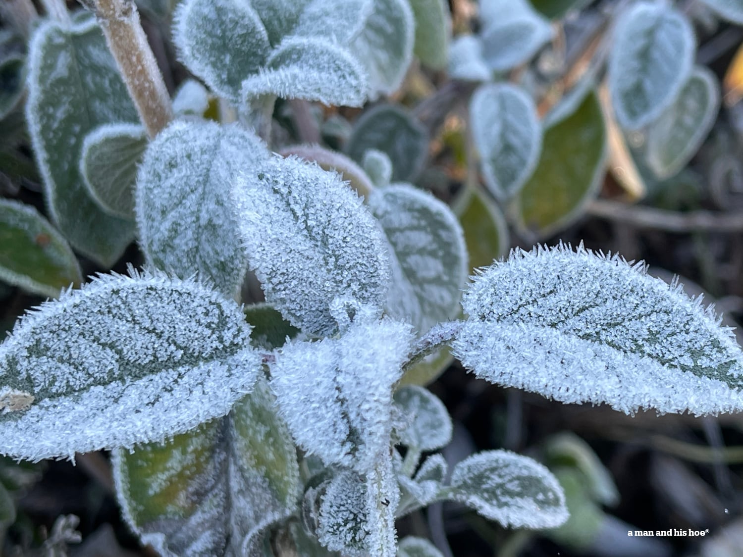 Frost on sage