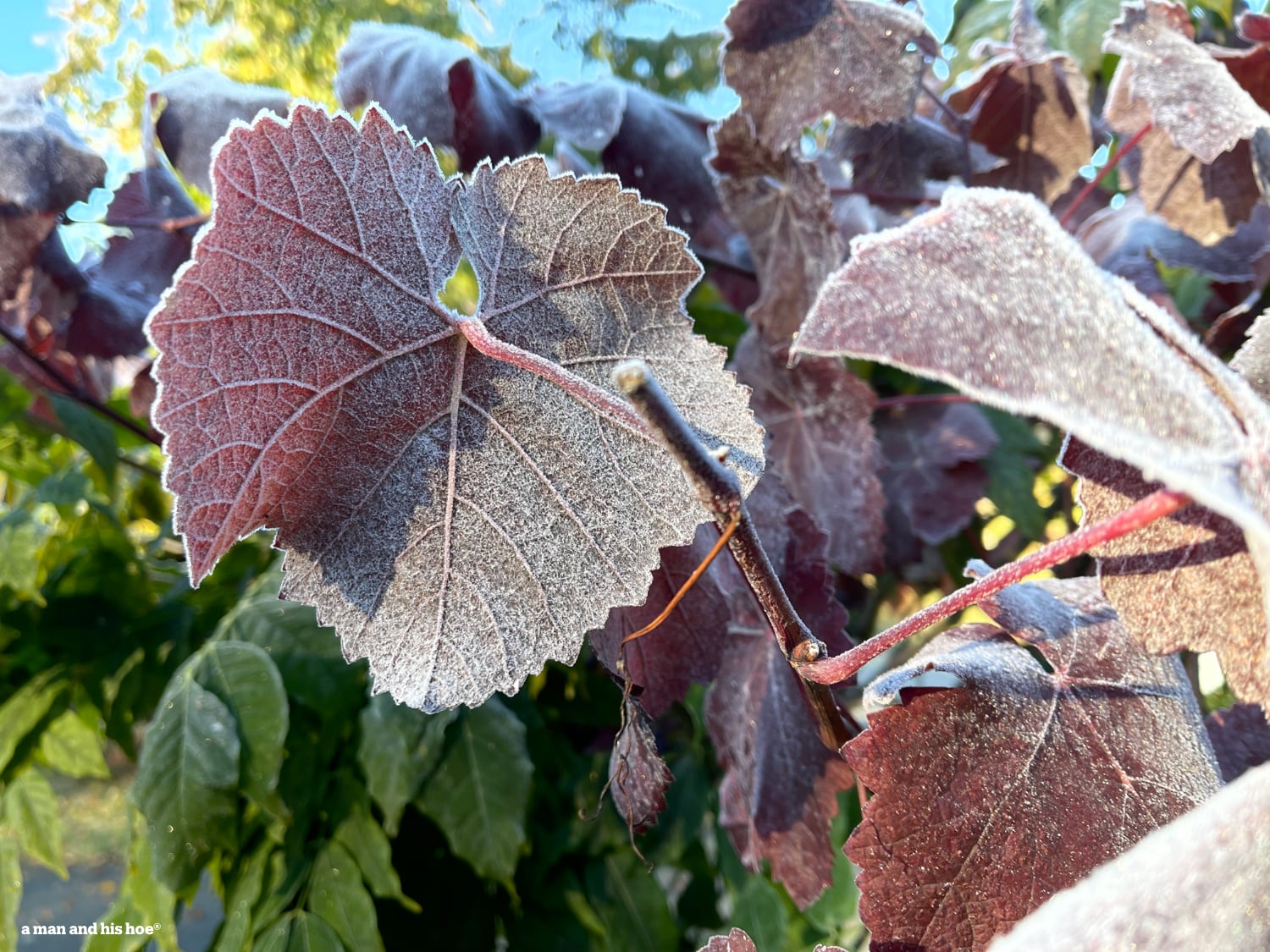 Frosty grape leaves