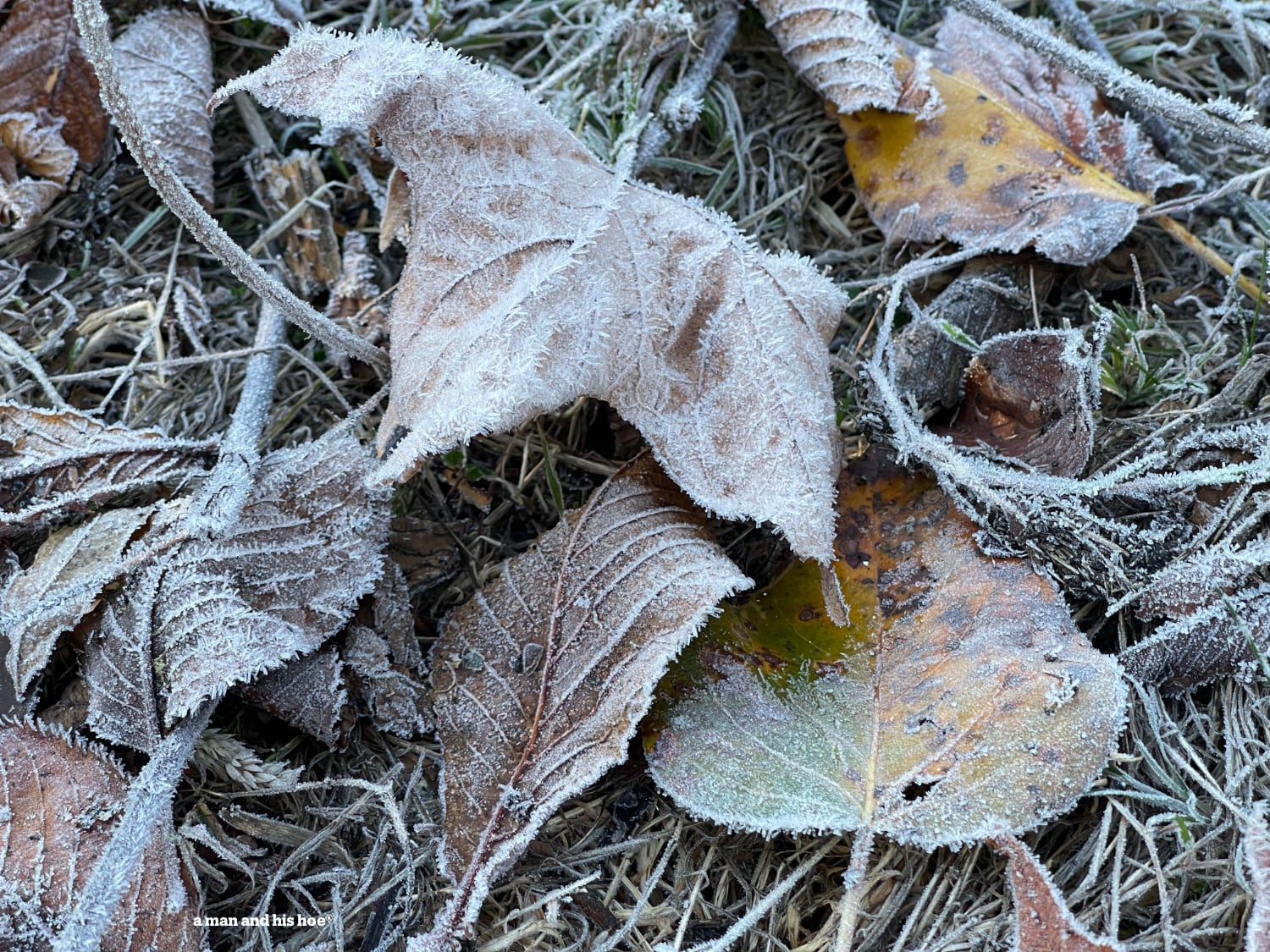 Frosty leaves on frosty grass