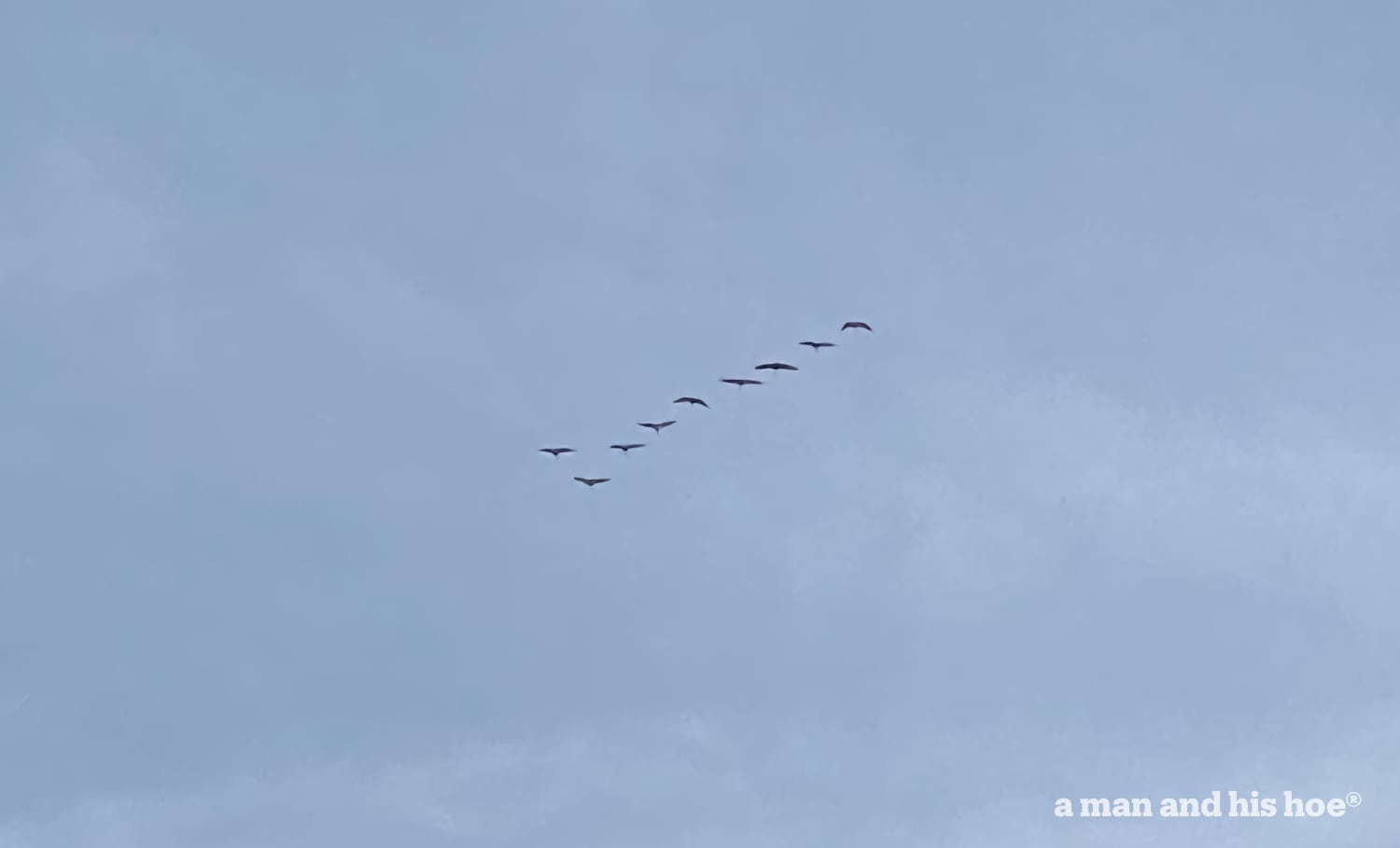 Swans flying in