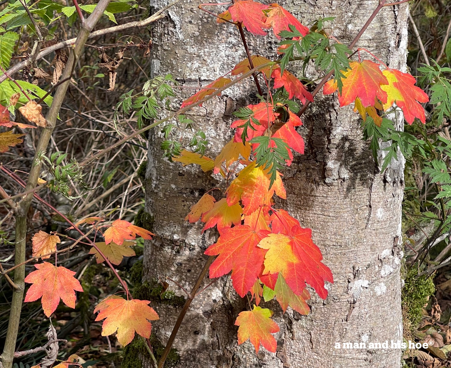 Vine maple fall leave
s against a tree