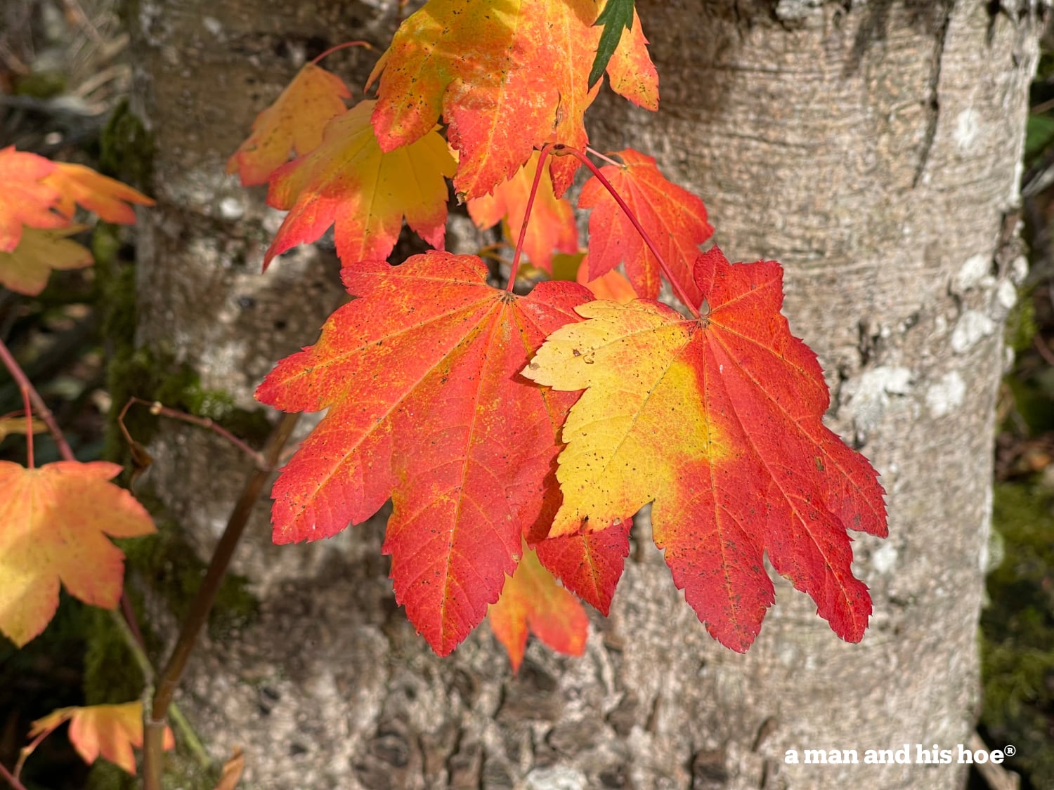 Vine maple fall leaves