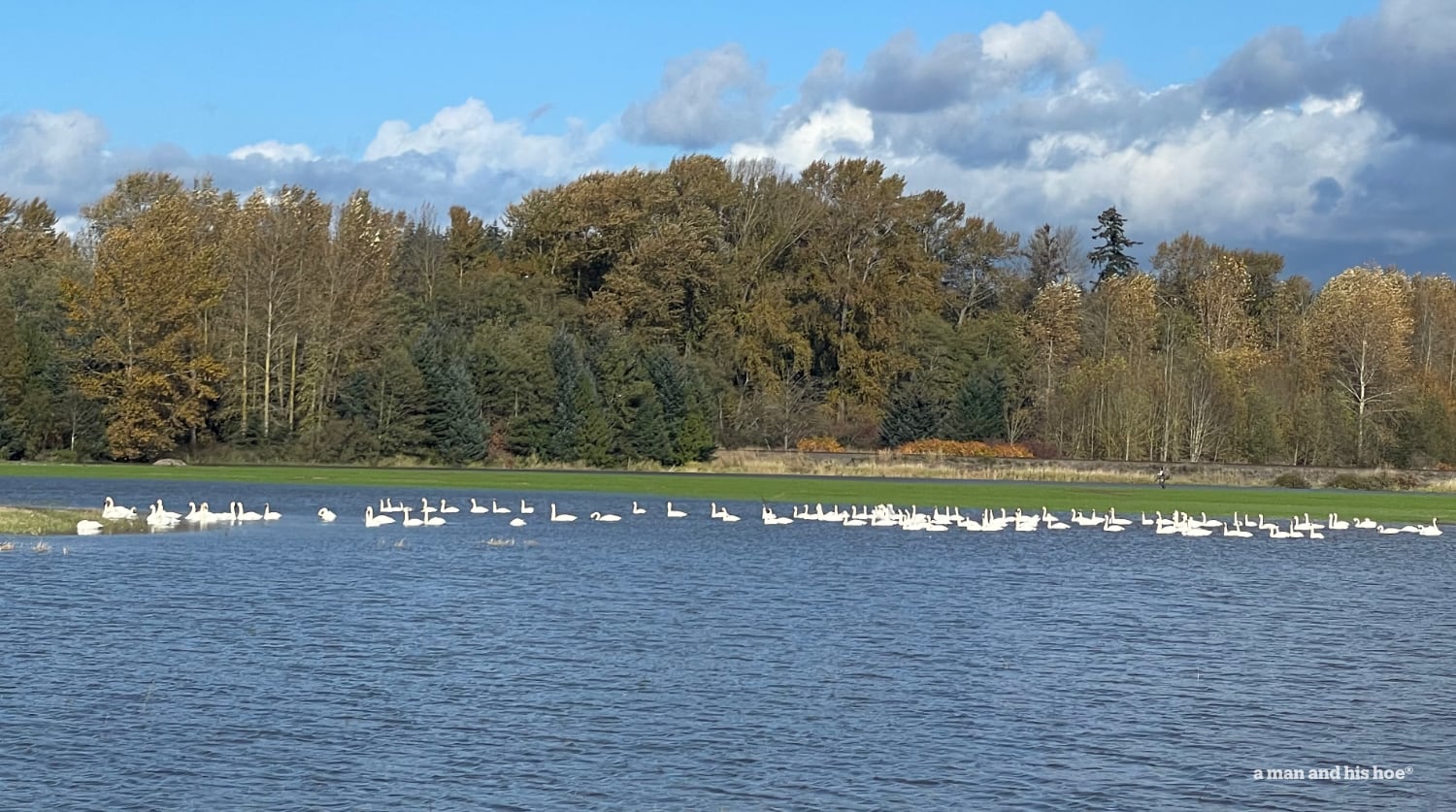 Swans swimming on a lake.