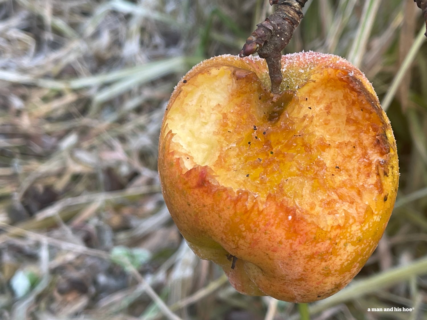 Apple picked by wild birds.