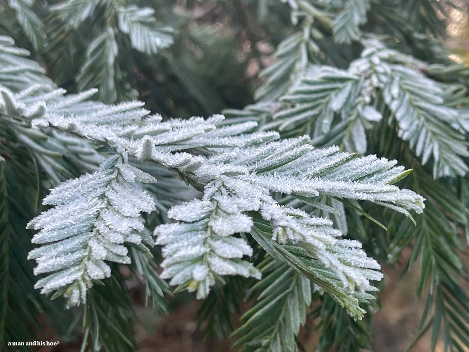 Frost on redwood branches.