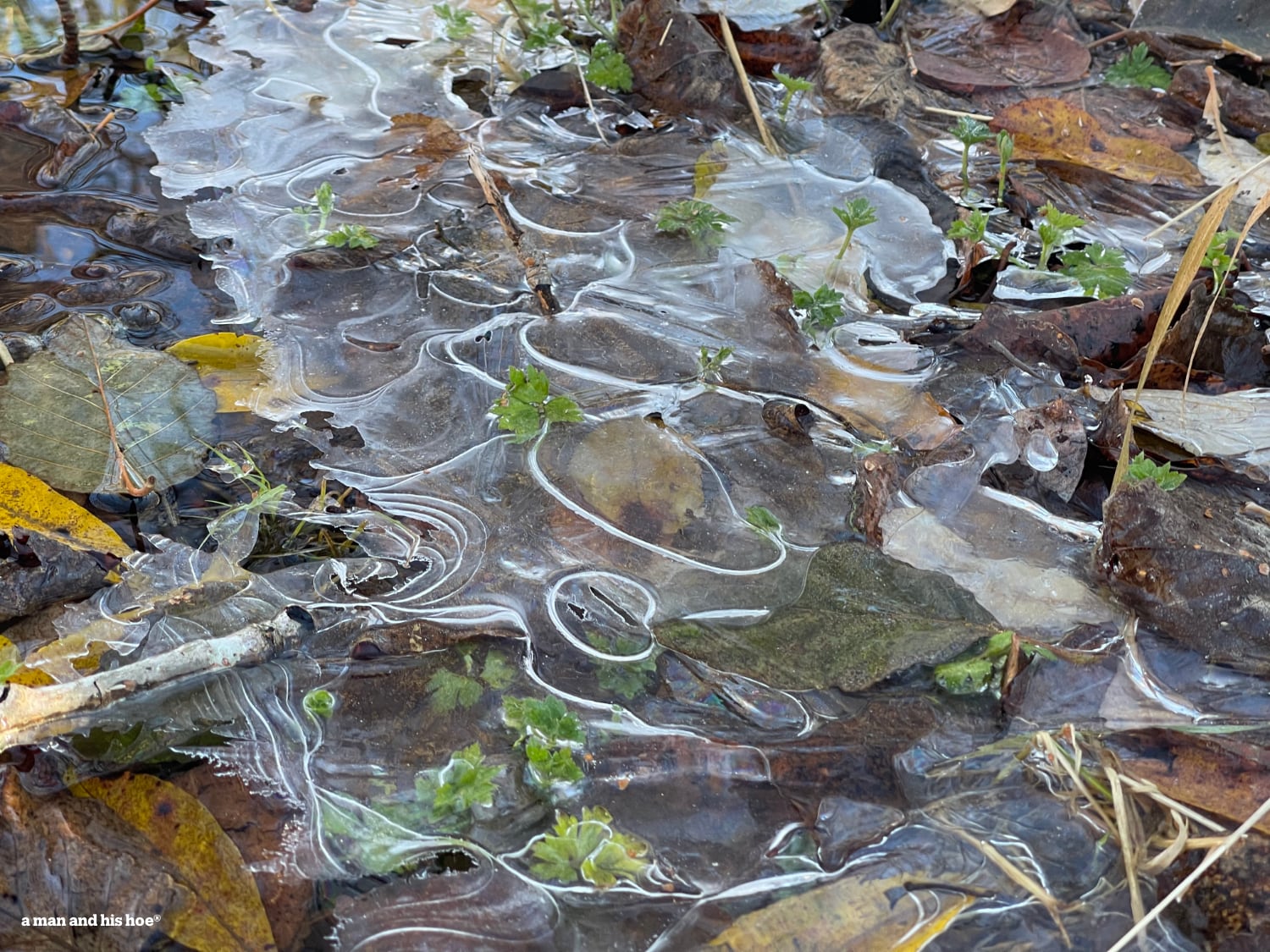 Ice forms patterns on leaves.