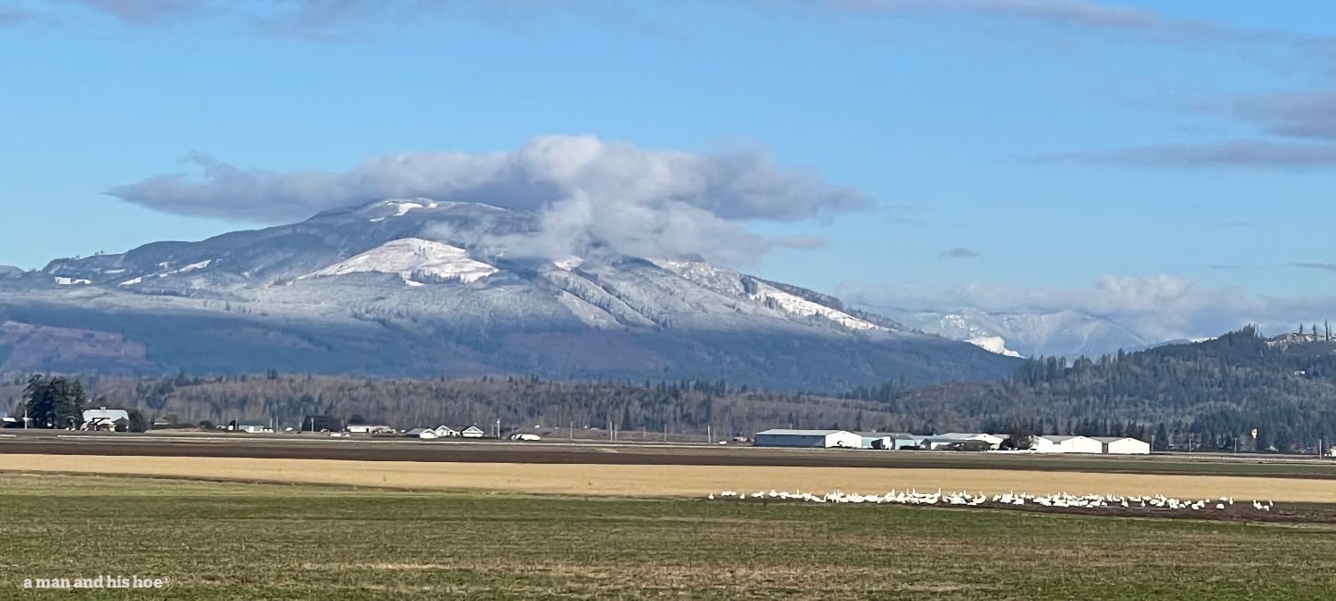 Snowy mountains, swans on the fields
