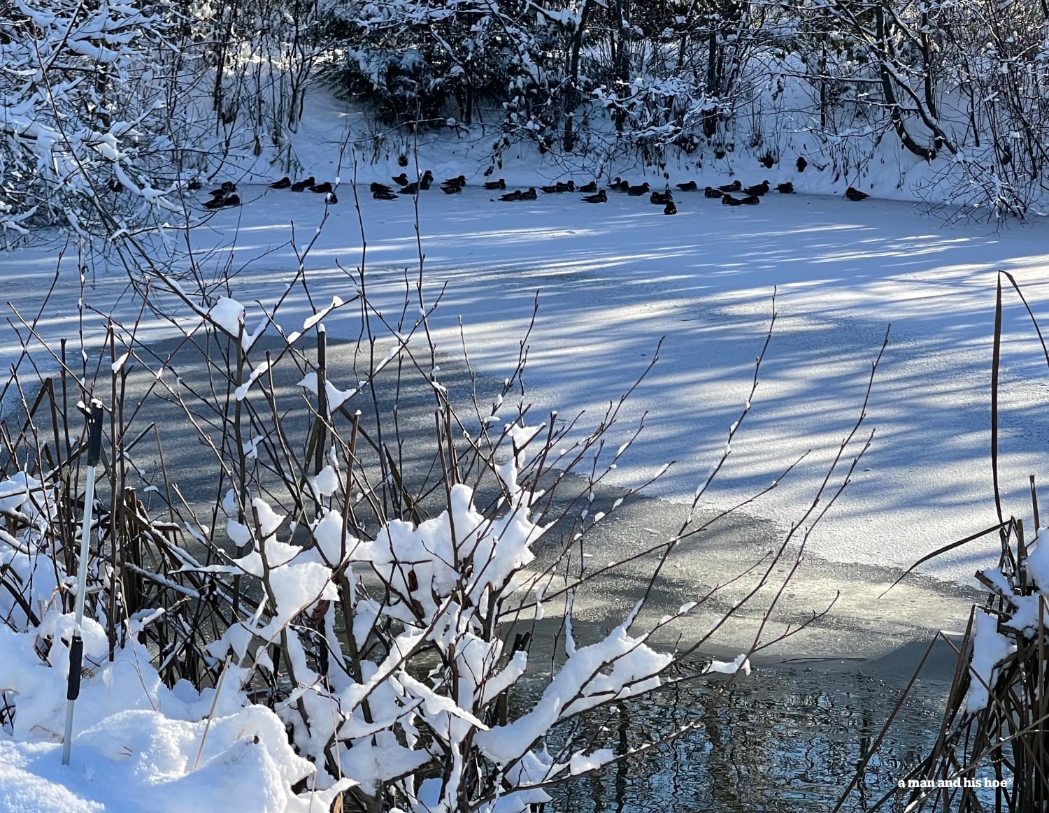 Frozen pond