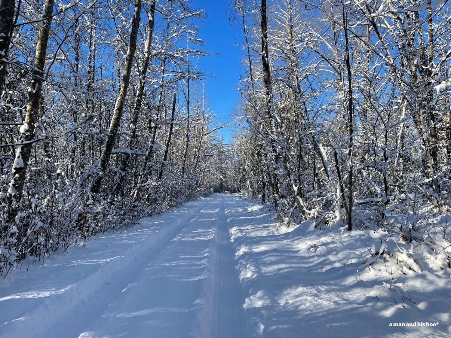 Snowy lane on the coldest, shortest, whitest, bluest day of the year.