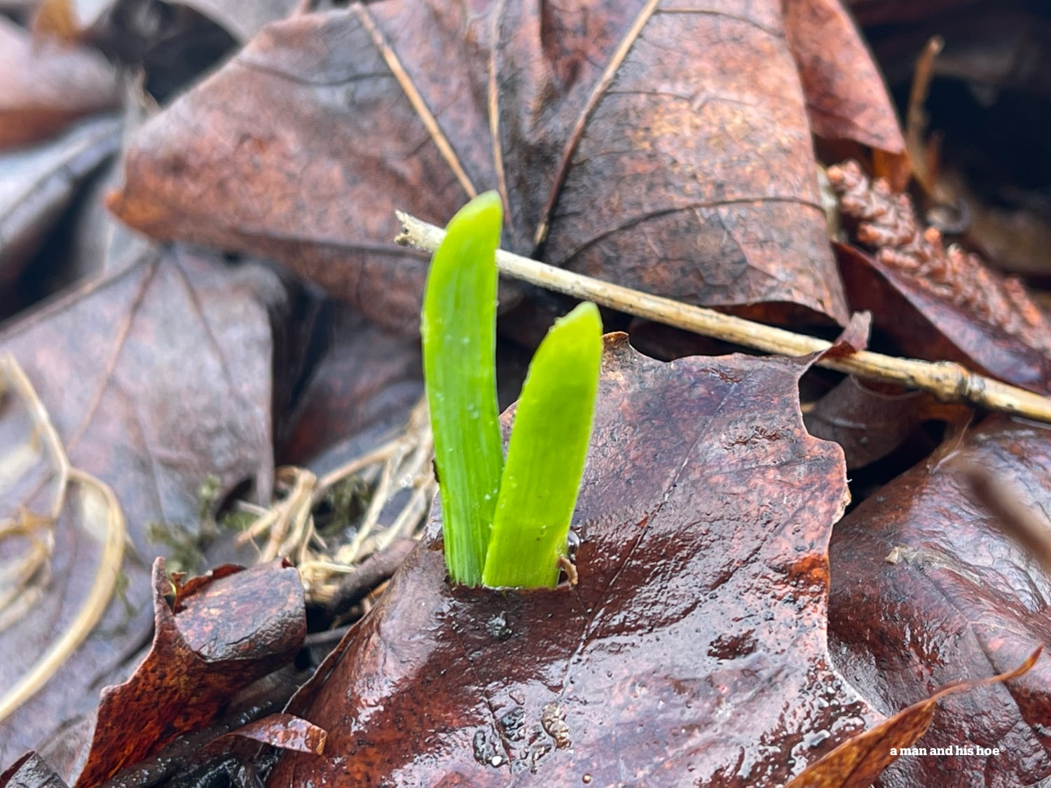 Garlic shoots