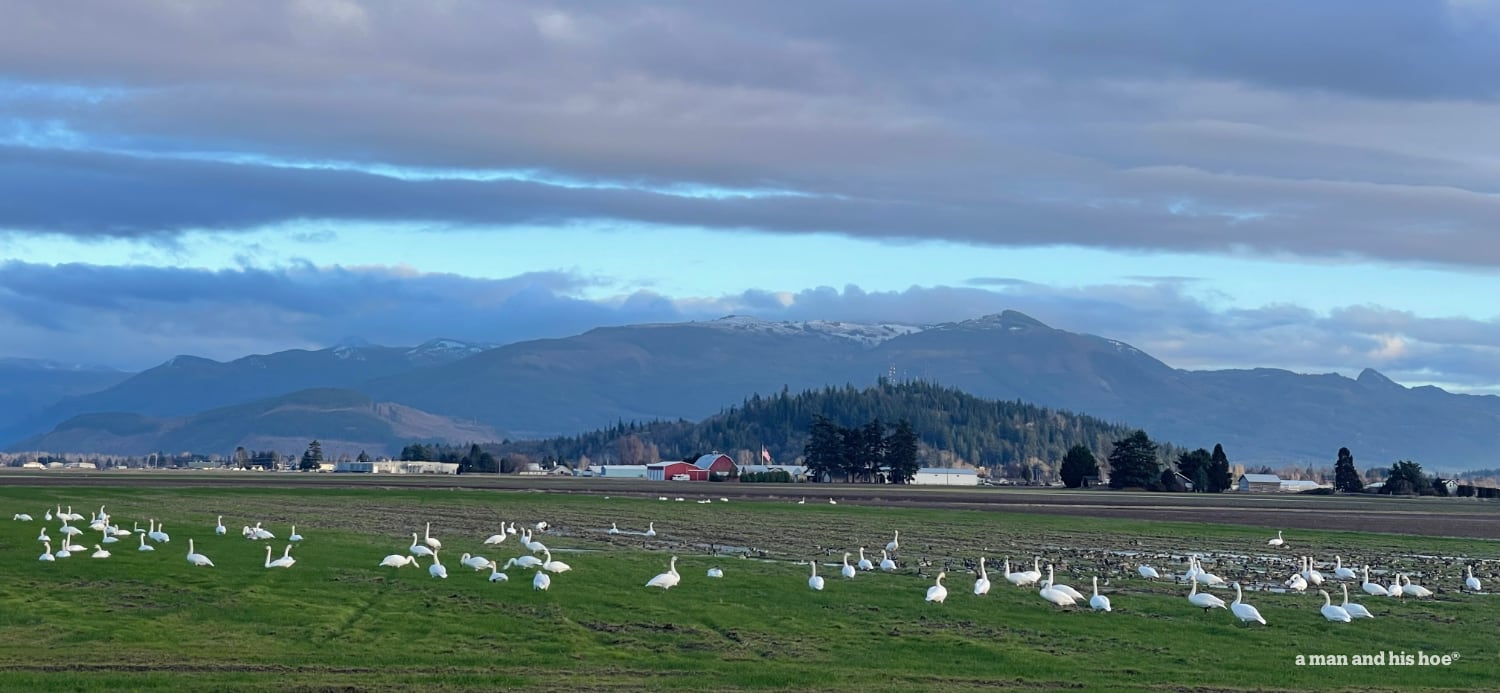 Swans in a field