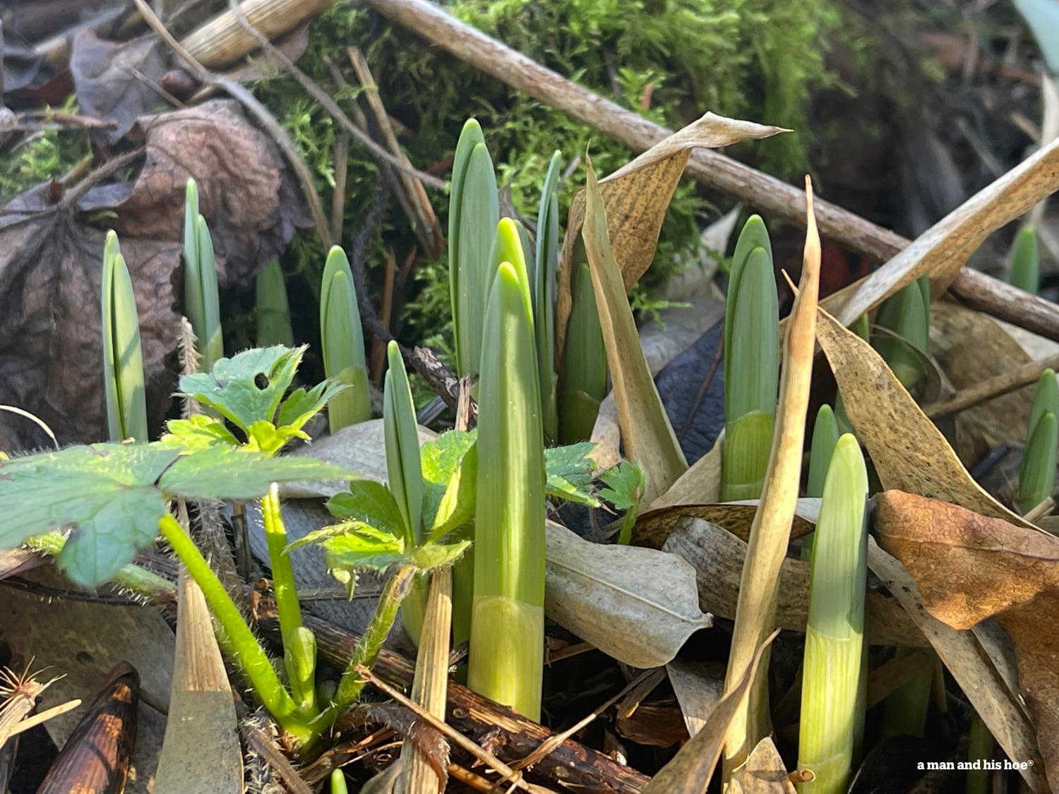 Daffodil shoots Jan 14