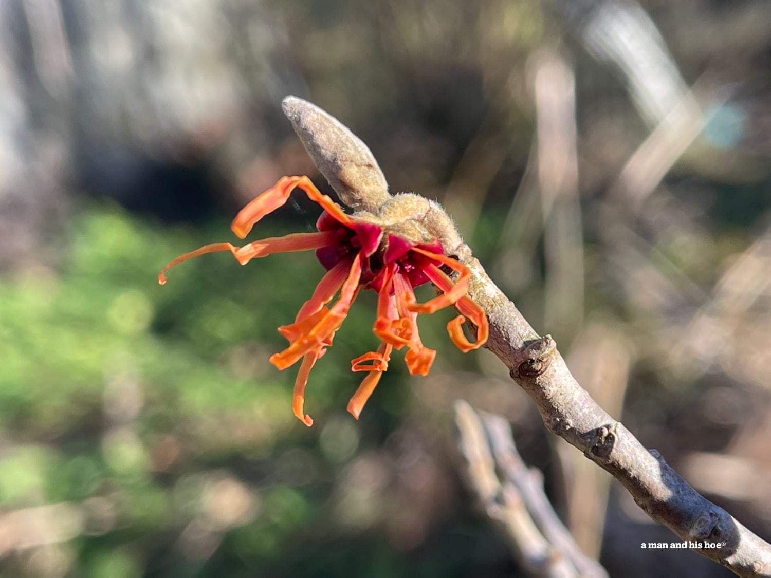 Witch hazel bloom Jan 14