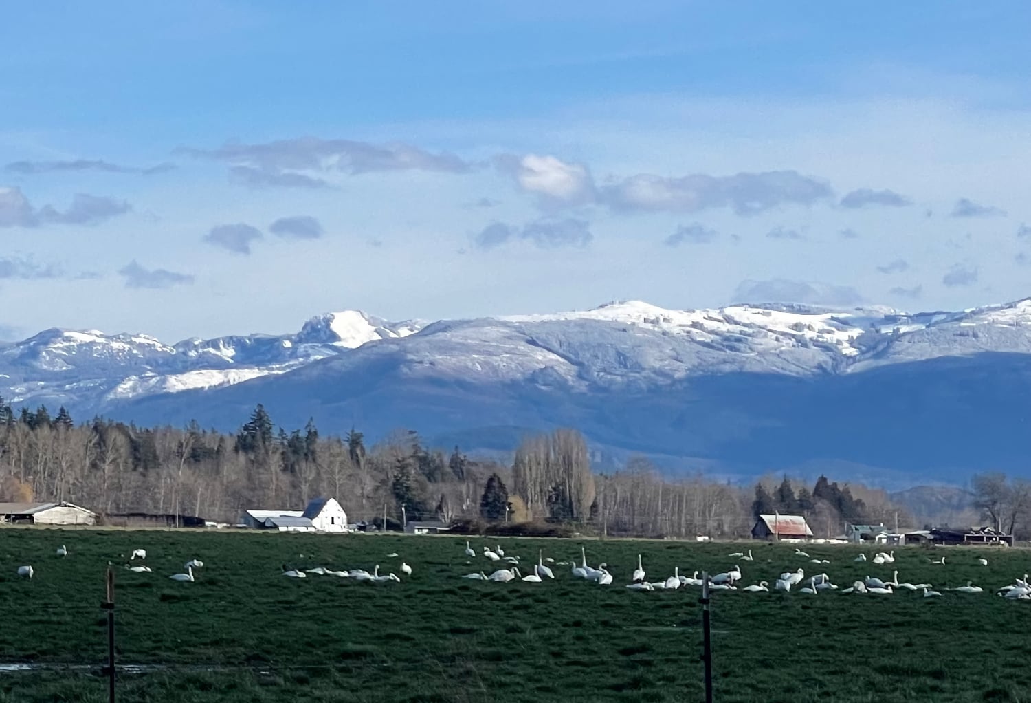 Swans on pasture. The blue skies free us from purgatory.