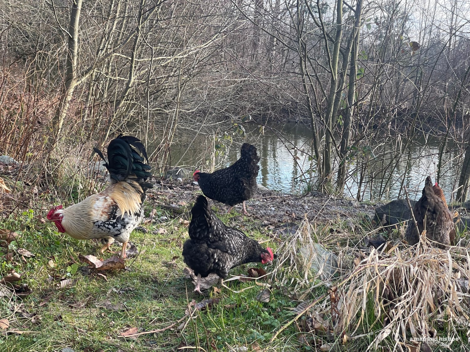 Chickens out pecking through the grass and leaves by the pond.