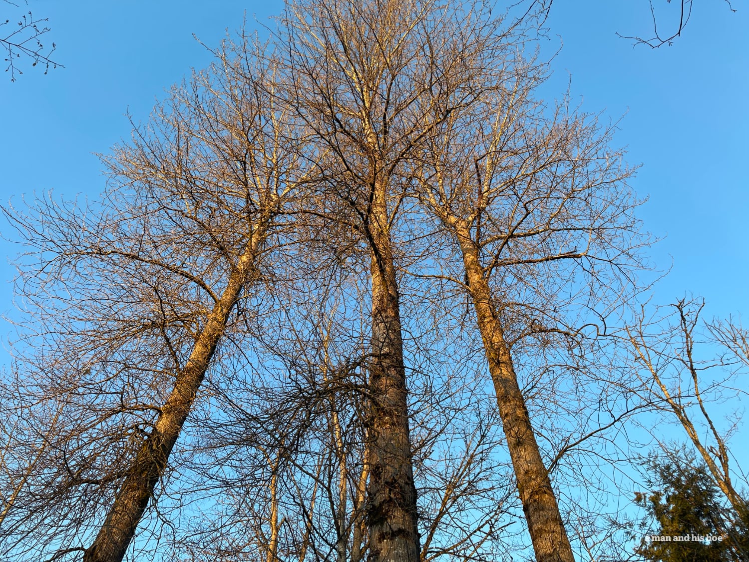 Bare cottonwoods against a blue sky