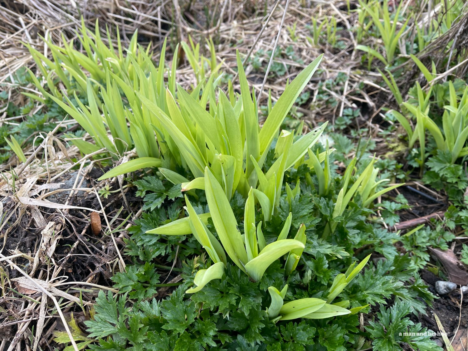 Day Lilly shoots