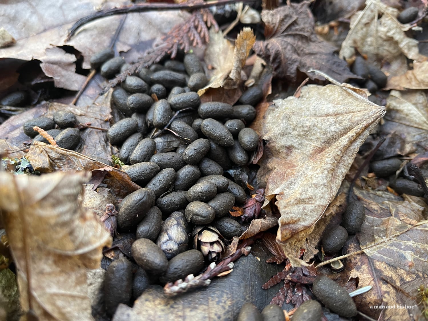 Deer droppings in the woods