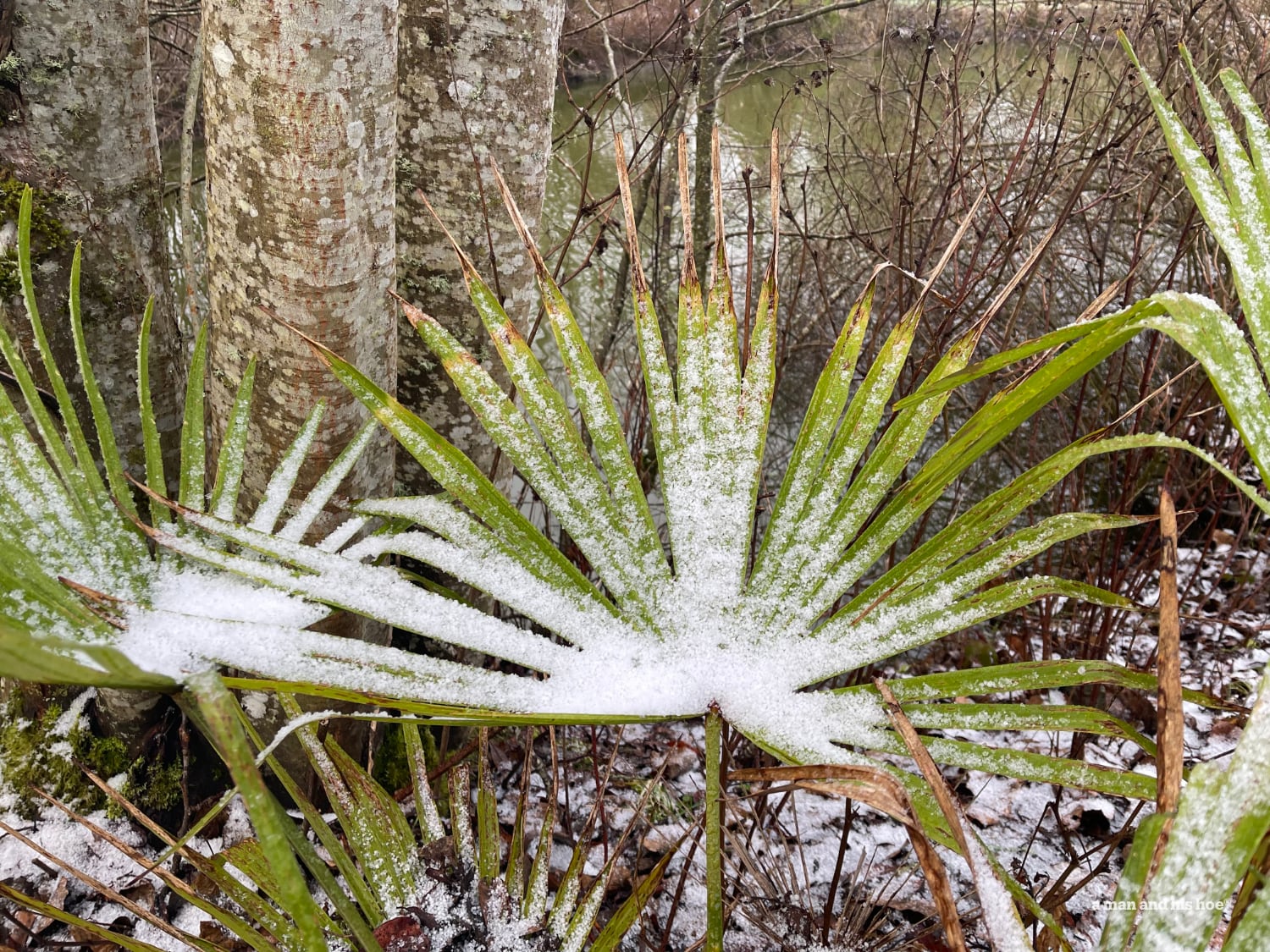 Snow on palm leaf