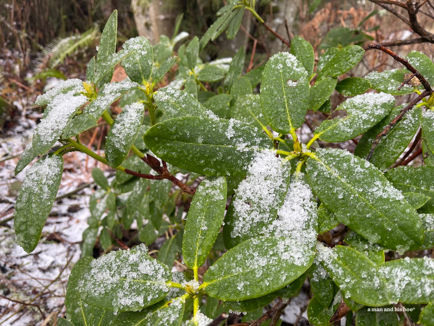 Snow on rhododendrons