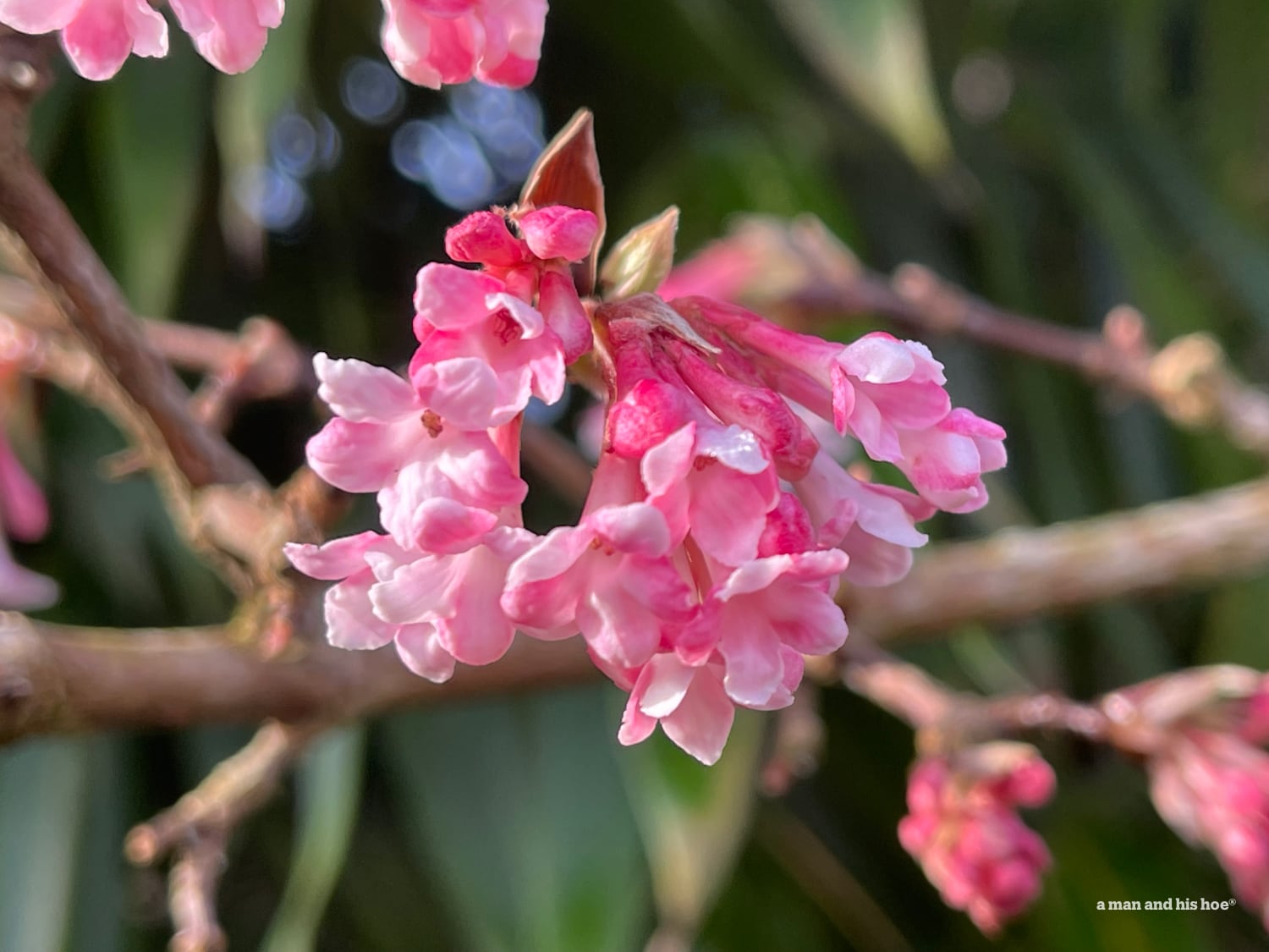 Viburnum flowers