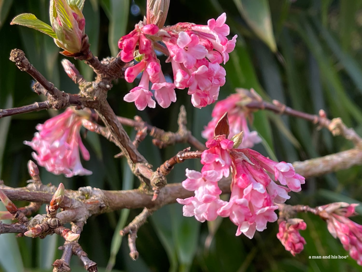 Viburnum flowers