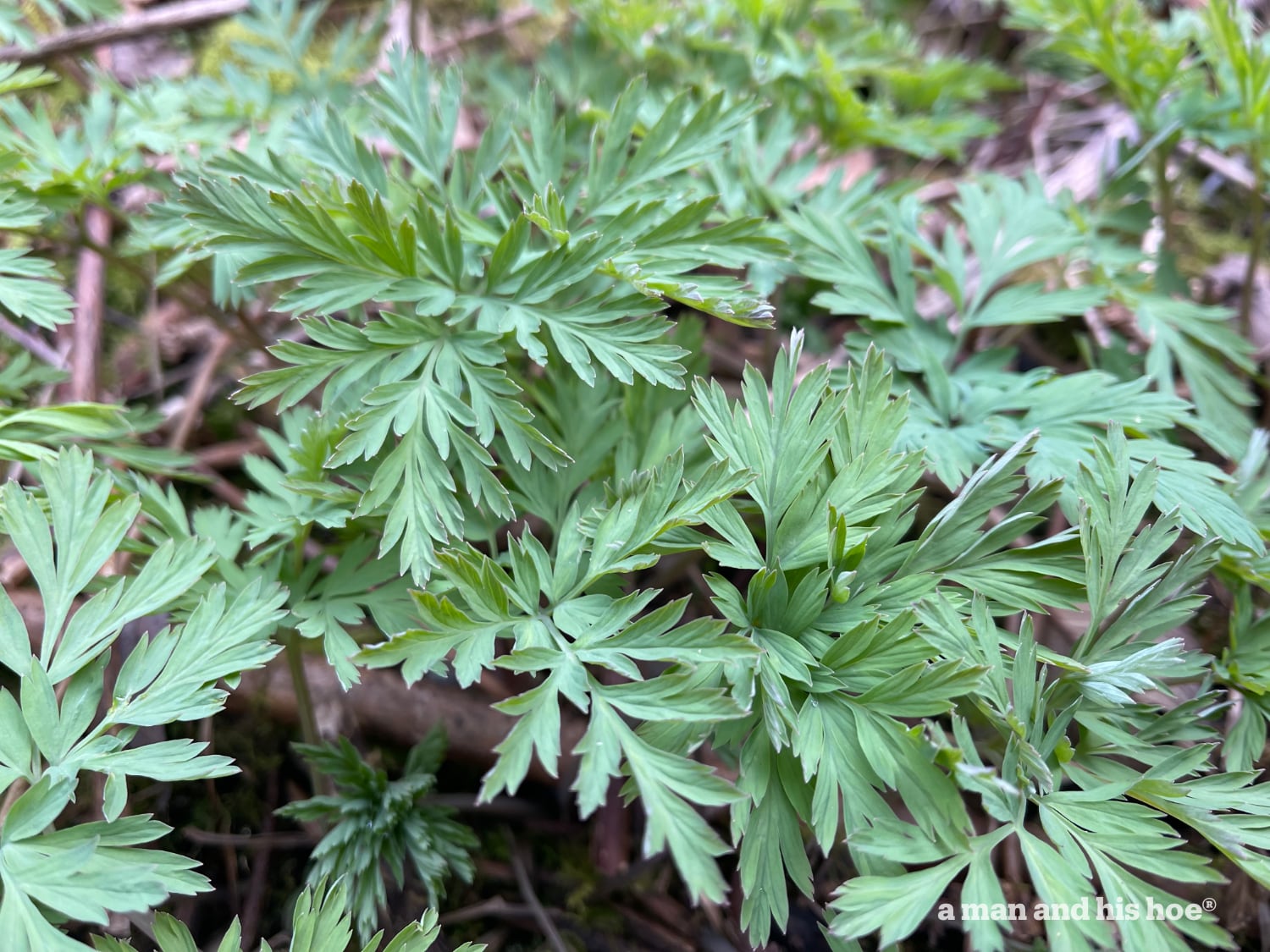 Bleeding heart leaves