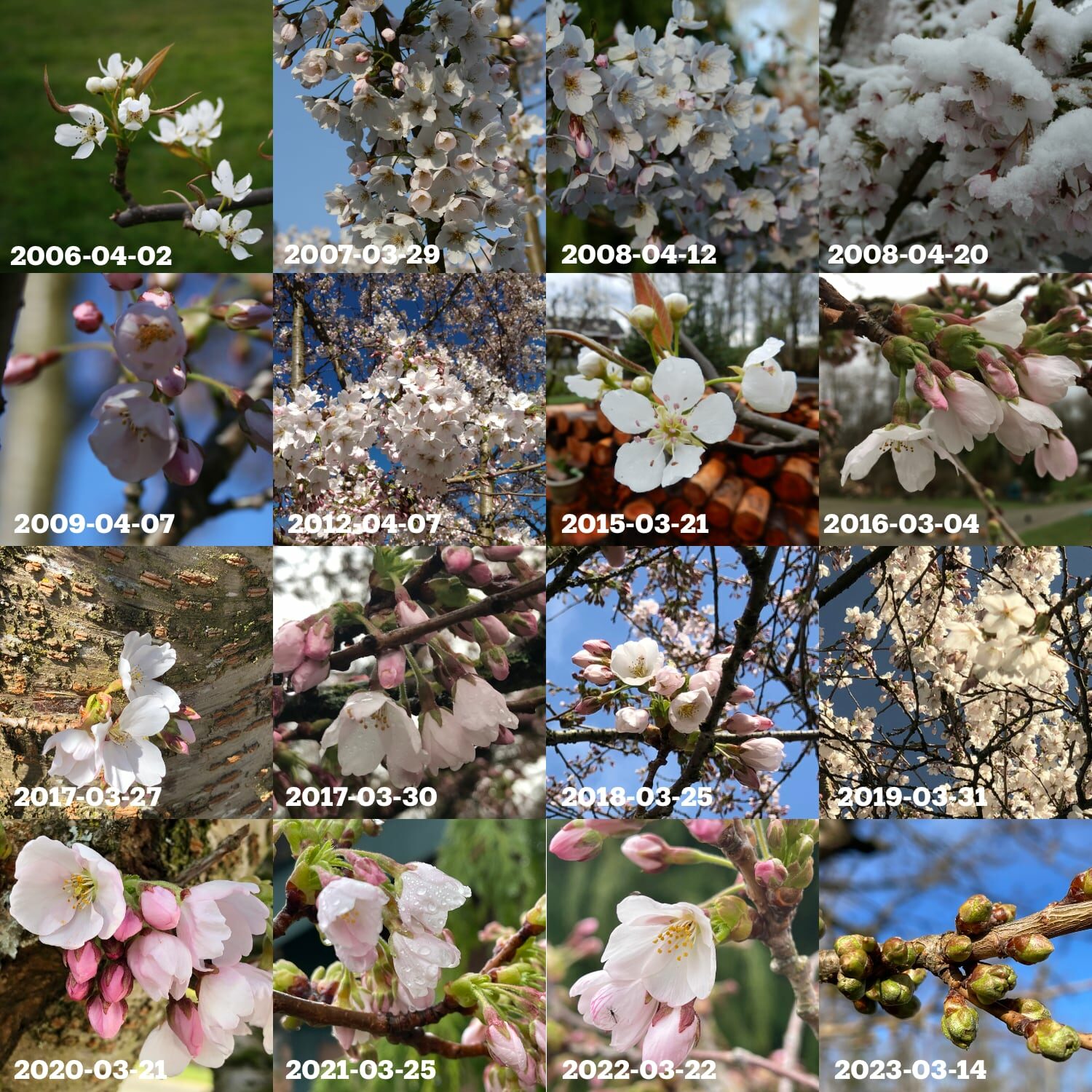 Cherry blossom blooms over the years