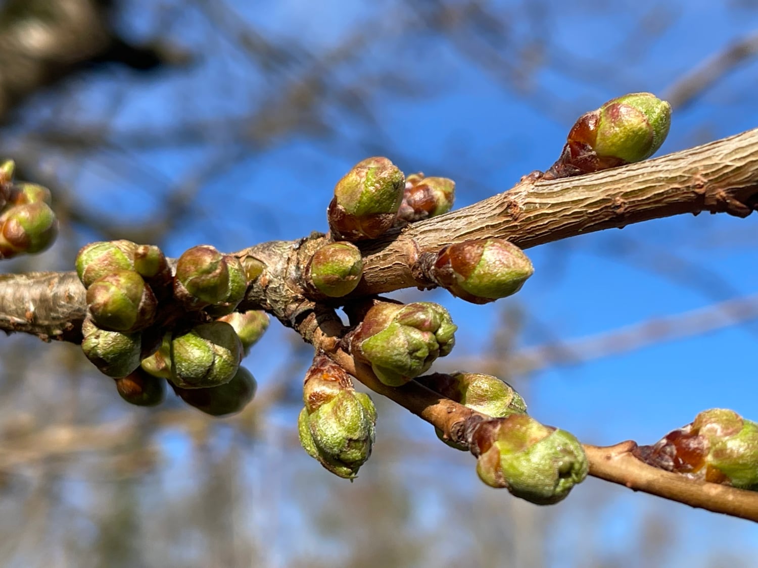 Cherry blossoms buds