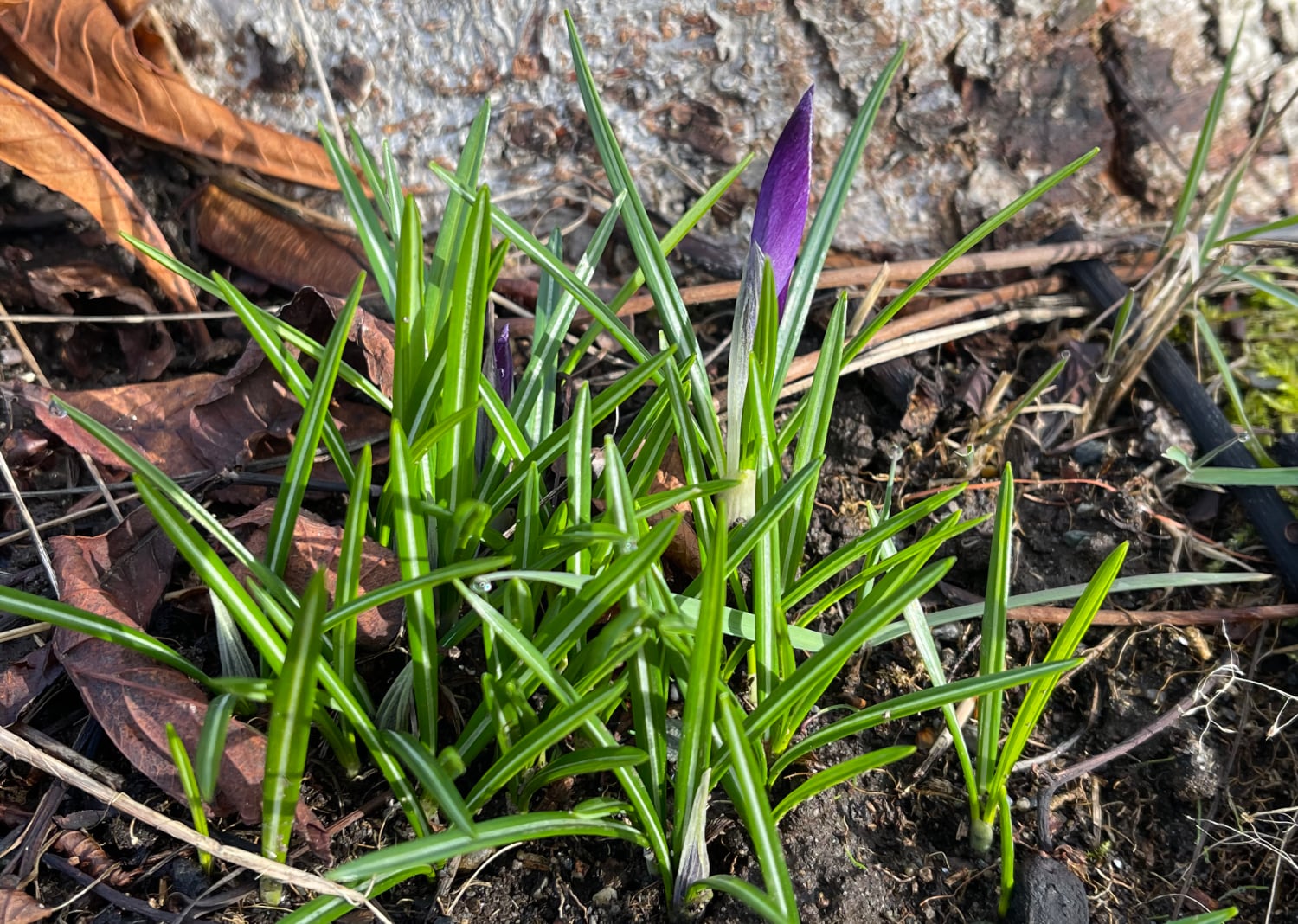 Crocus on March 14, 2023